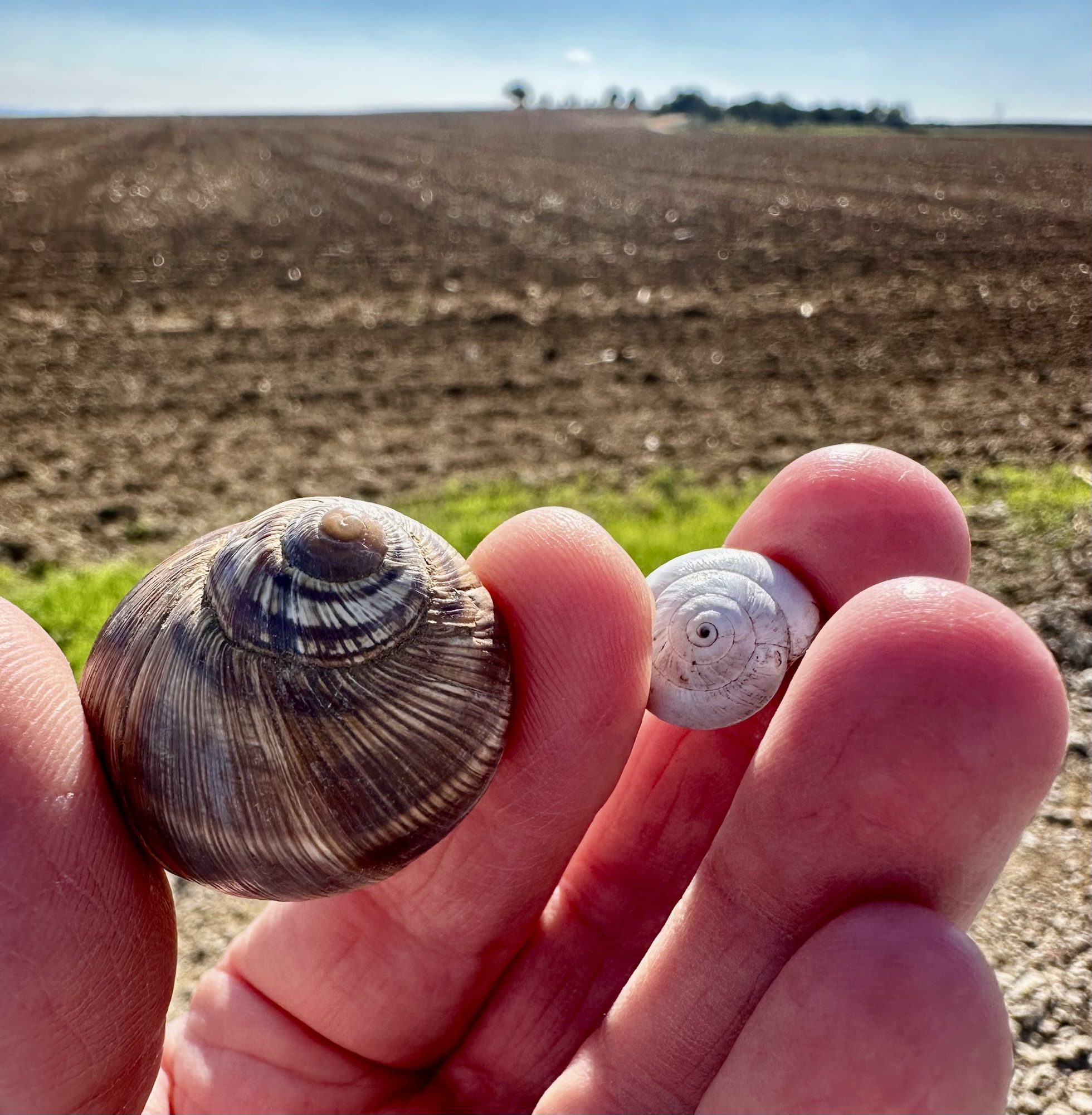 שבלול בית קטן, שבלול בית גדול – מה באמת קובע את גודל הבית הפנימי שלנו?