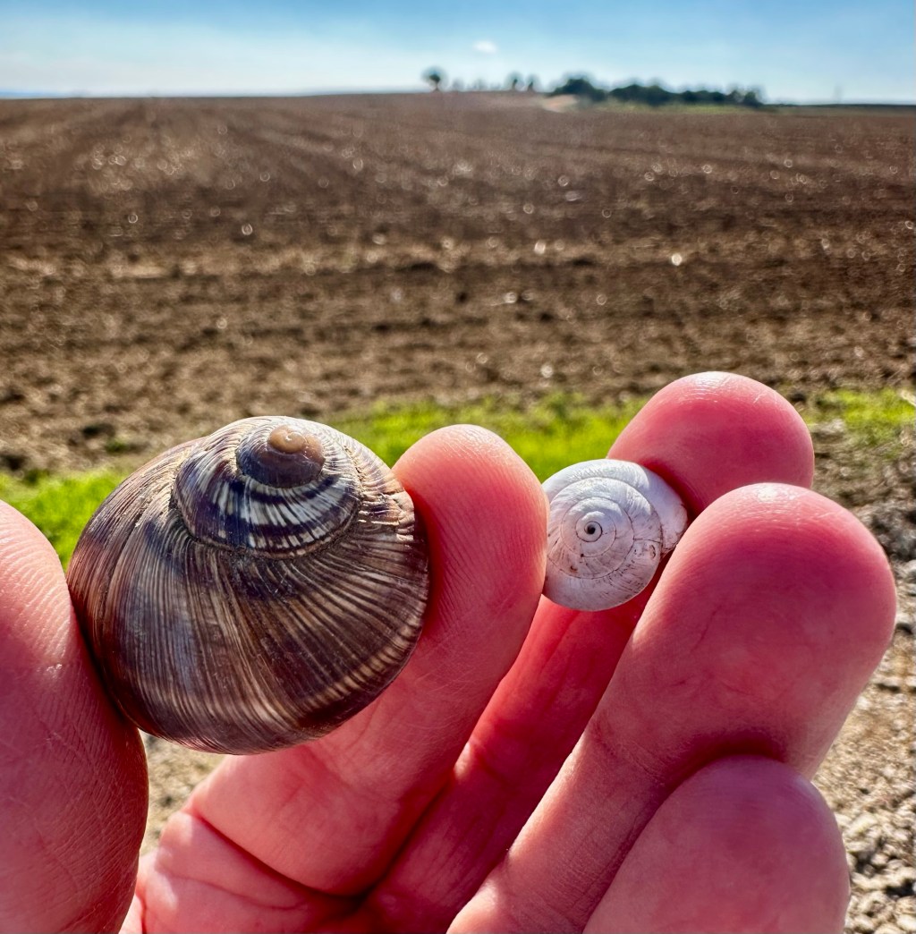 שבלול בית קטן, שבלול בית גדול – מה באמת קובע את גודל הבית הפנימי&nbsp;שלנו?