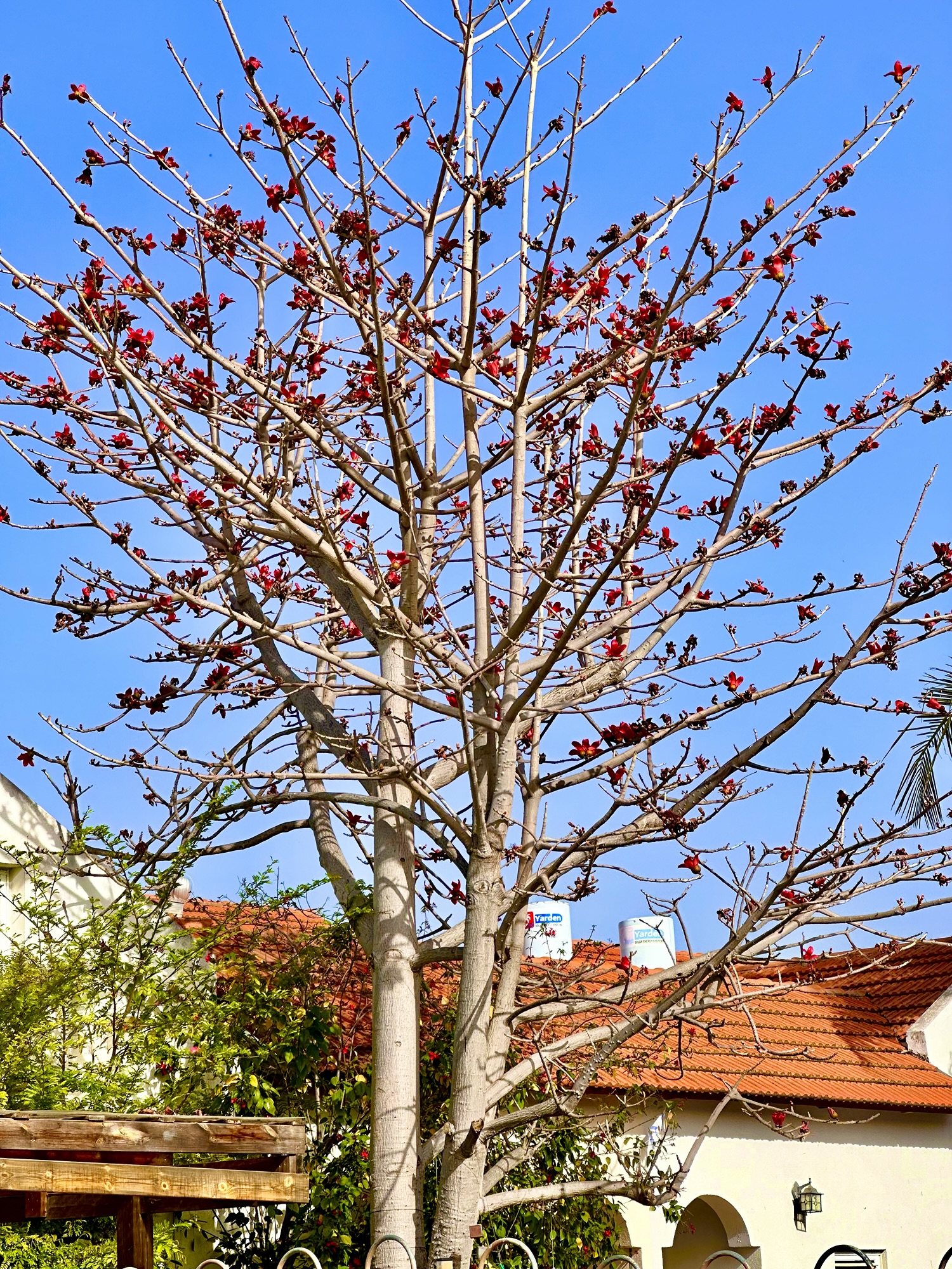ט“ו בשבט – החג של נשמתך&nbsp; והחיים המתחדשים!&nbsp;
