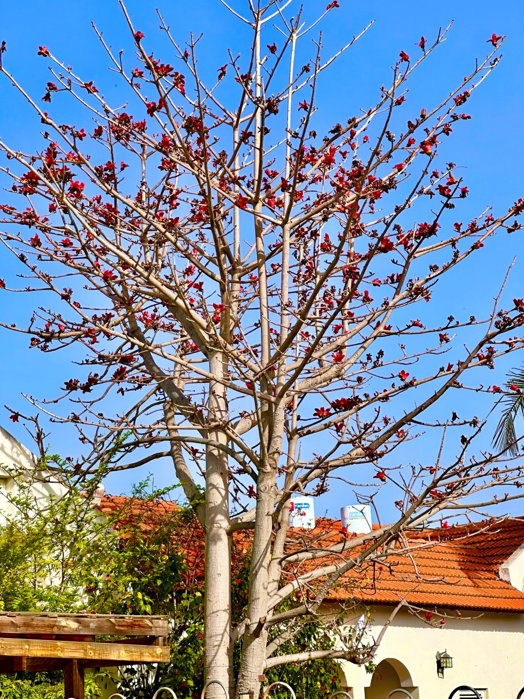 ט“ו בשבט – החג של נשמתך והחיים המתחדשים!