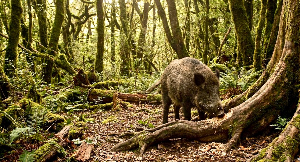 יְכַרְסְמֶנָּה חֲזִיר מִיָּעַר: מִקְּלִיפַת הָרִגּוּשׁ אֶל מים חיים